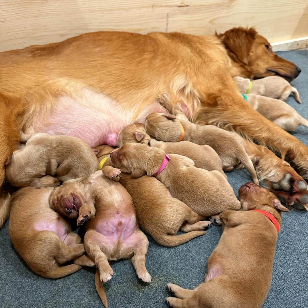 ジョーイ・グレーセッファさんのインスタグラム写真 - (ジョーイ・グレーセッファInstagram)「this golden girl’s a mommy! 🥰 tap the link in bio to watch these sweet 11 angels be born. 💛」11月14日 5時12分 - joeygraceffa