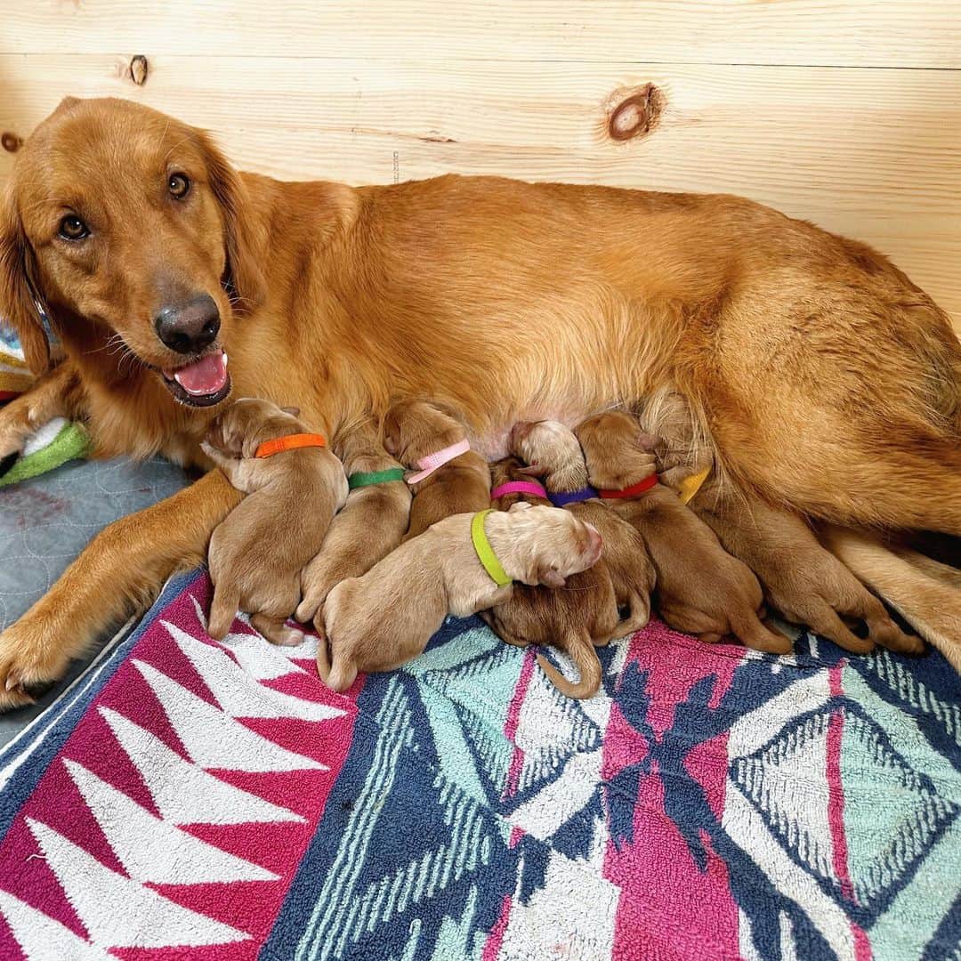 ジョーイ・グレーセッファさんのインスタグラム写真 - (ジョーイ・グレーセッファInstagram)「this golden girl’s a mommy! 🥰 tap the link in bio to watch these sweet 11 angels be born. 💛」11月14日 5時12分 - joeygraceffa