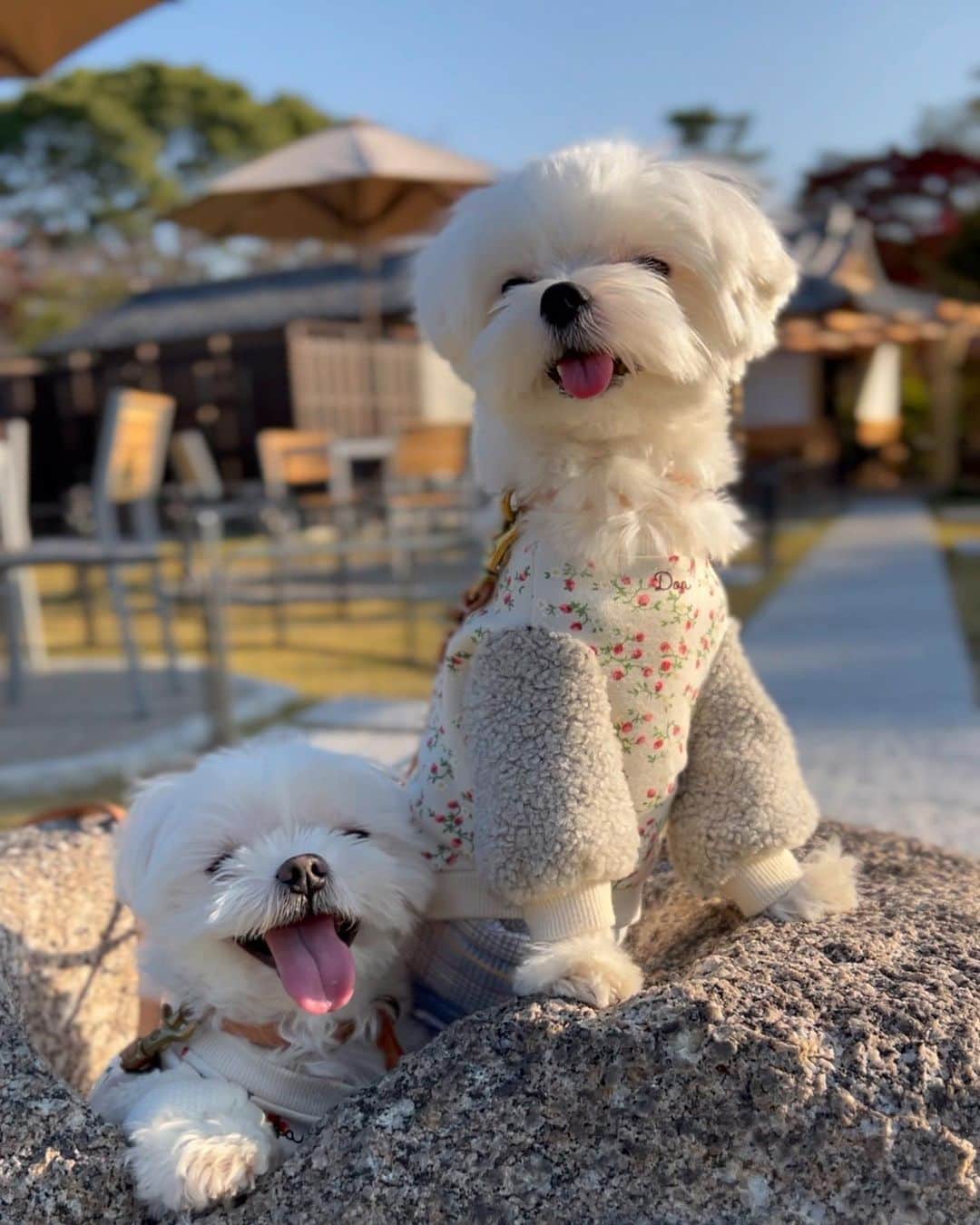 マルチーズ兄妹♡おかゆとおもちのインスタグラム：「… 男組 おかゆ🐶＆ドンブリ〜🐶 . おかゆとドンブリ〜岩風呂♨満喫中？！🐶🐶🤣  . .  🍁🍂☀️ . #運動会  #秋晴れ  #番屋カフェ  #郡山城  . . .  . #maltese #malteseofinstagram #happydog #dogsmile #doglove #doglover #dogstagram #instadog #lovedogs #ilovemydog #cutedog #dogoftheday #馬爾濟斯 . #okayusan #マルチーズ #犬バカ部 #わんこ #エブリドッグ #みんなのわんこ #わんことお出かけ  #マルチーズ好き #pecotv #pecoいぬ部 #奈良犬 #ふわもこ部 #マルチーズインスタグラム . .」
