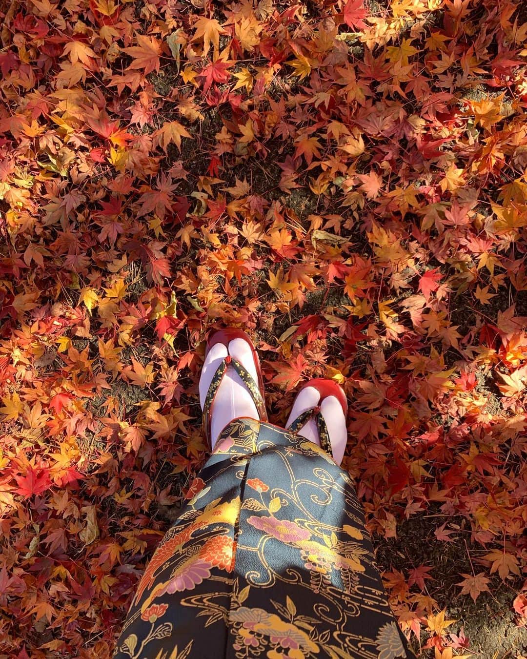 細沼紗花のインスタグラム：「🍁」