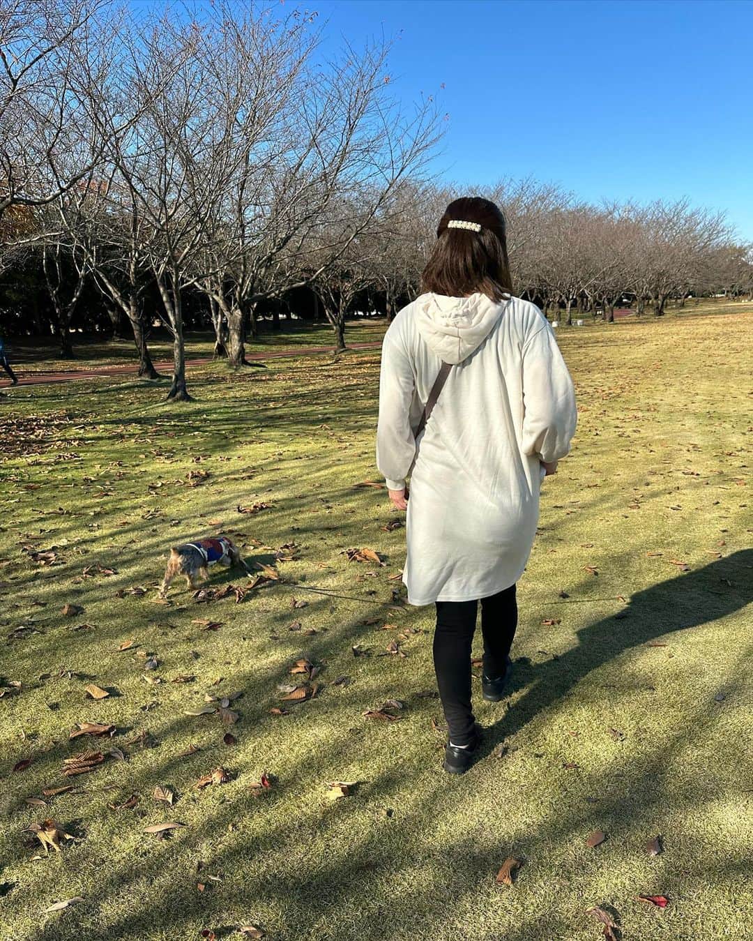 三宿菜々さんのインスタグラム写真 - (三宿菜々Instagram)「. お散歩🍂 ママがたくさん写真撮ってくれたので､､♡  ちょうどいい気候🌞✨🥰 #愛犬 #ヨークシャテリア #ヨーキーlove  #ヨーキーは身体がグレーで頭がゴールドなんだけど #気づいたら私も同じ色になってた」11月14日 15時19分 - mishuku_nana