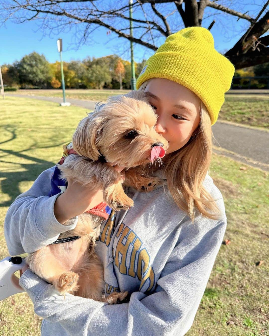 三宿菜々さんのインスタグラム写真 - (三宿菜々Instagram)「. お散歩🍂 ママがたくさん写真撮ってくれたので､､♡  ちょうどいい気候🌞✨🥰 #愛犬 #ヨークシャテリア #ヨーキーlove  #ヨーキーは身体がグレーで頭がゴールドなんだけど #気づいたら私も同じ色になってた」11月14日 15時19分 - mishuku_nana