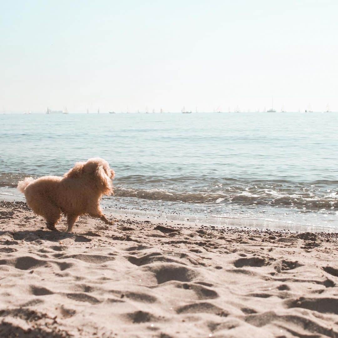 遠山茜子さんのインスタグラム写真 - (遠山茜子Instagram)「my dog’s so cute…💛  普段おとなしいのにこんなに海ではしゃぐとはビックリ!!☺︎ 愛おしい🤍🐶  #pet#dog#beach」11月14日 16時04分 - akane_016t