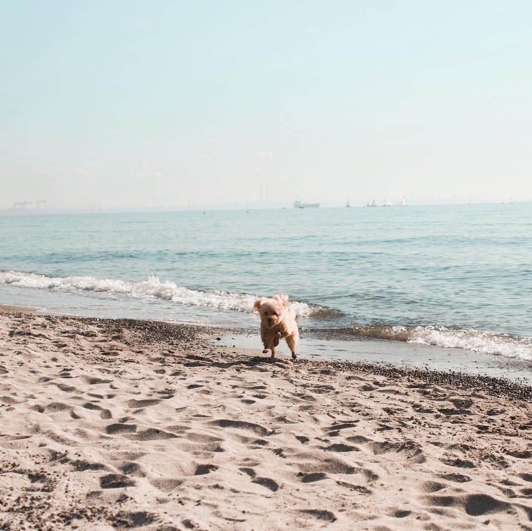 のインスタグラム：「my dog’s so cute…💛  普段おとなしいのにこんなに海ではしゃぐとはビックリ!!☺︎ 愛おしい🤍🐶  #pet#dog#beach」