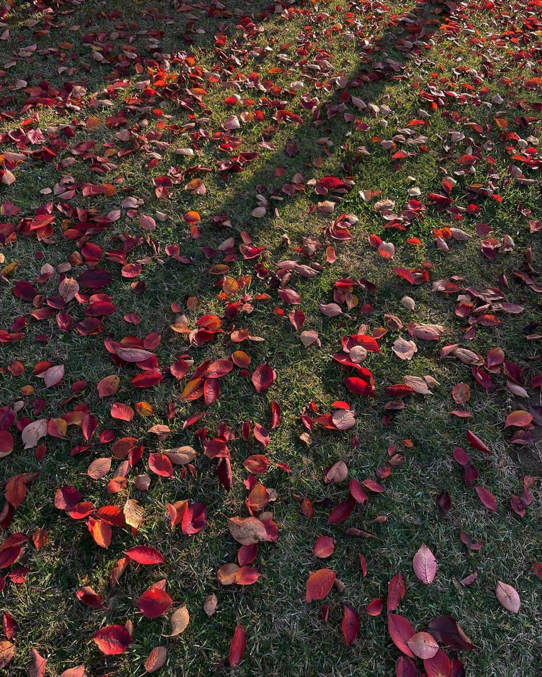 栗林藍希さんのインスタグラム写真 - (栗林藍希Instagram)「今年の1番初めにみた紅葉🍁」11月14日 19時12分 - ____aino