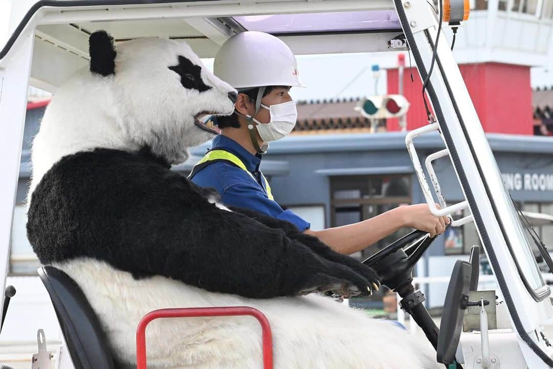 星星（セイセイ）のインスタグラム：「🐼🚙🐼🚙 #日本航空高校  #ぶーん . きょうの #ベラベラENGLISHは ...💯 ／ 🌟 Roger that 🌟了解🫡 ＼  ...快適❤️🐼 #乗せてくれてありがとう  . #星星 #パンダ #panda #pandagram #パンダ好きな人と繋がりたい #ZIP!」