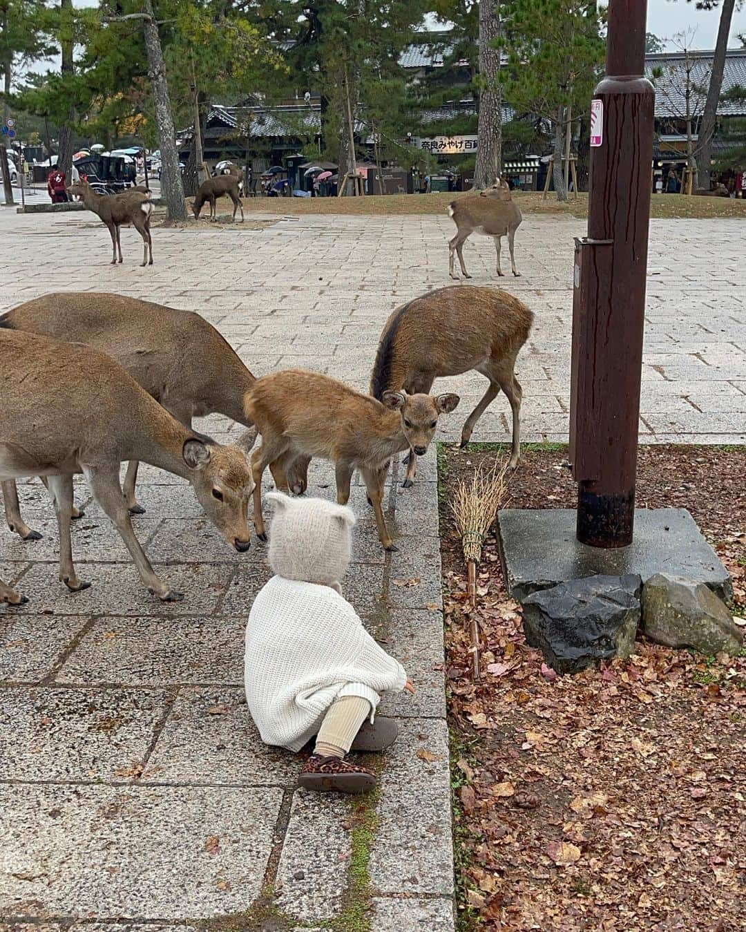 平戸太貴さんのインスタグラム写真 - (平戸太貴Instagram)「京都、奈良よきでした🍁🦌」11月14日 22時21分 - taiki.hirato_official