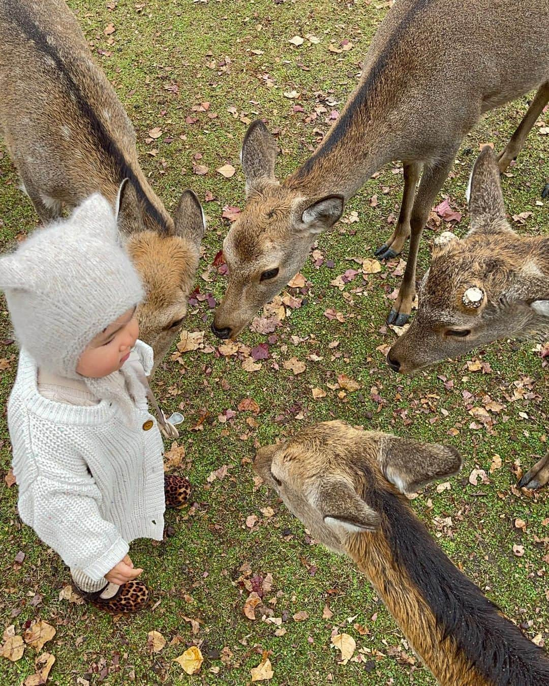 平戸太貴さんのインスタグラム写真 - (平戸太貴Instagram)「京都、奈良よきでした🍁🦌」11月14日 22時21分 - taiki.hirato_official