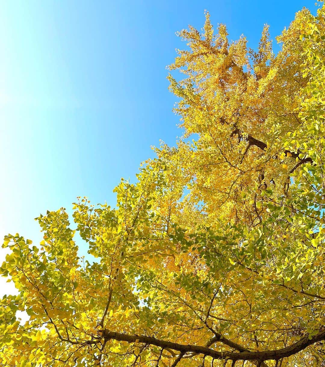 黒木桃子さんのインスタグラム写真 - (黒木桃子Instagram)「秋🍁  #autumnvibes」11月14日 22時52分 - momoko_nagano