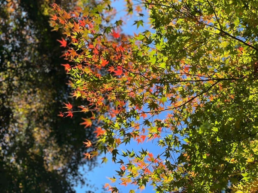 土屋太鳳さんのインスタグラム写真 - (土屋太鳳Instagram)「東京でも木々が秋の色になってきました🍁 どんなふうにお過ごしですか？ 一昨日放送された「世にも奇妙な物語’22 秋の特別編」の新作 「 #元カレと三角関係　」を観てくださった方々、 本当に本当にありがとうございます😊✨✨ 私は撮影と並行しながら提出物を用意していて、 今日、打ち合わせや顔合わせをしたのですが その準備に少しドタバタしていたので 明日、あらためて書きますね🙏✨ ． 明日は寒くなるみたいです💡 どうかあたたかくしてください🙏💦✨ おやすみなさい⭐✨」11月15日 0時31分 - taotsuchiya_official