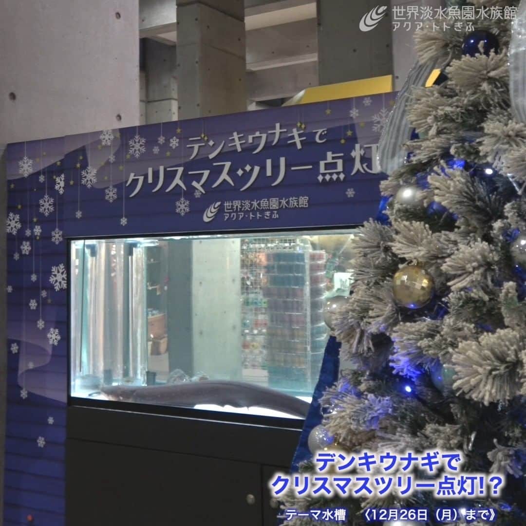 世界淡水魚園水族館 アクア・トト ぎふのインスタグラム：「デンキウナギの放電に反応して光るツリーは今年も大人気。  泳いでいるときに電気を感知していることが多いようです。たまにピカピカ光る青いライトが、デンキウナギの放電に反応しています。  #アクアトト #水族館 #aquarium #冬 #クリスマス #デンキウナギ #オアシスパーク #河川環境楽園」
