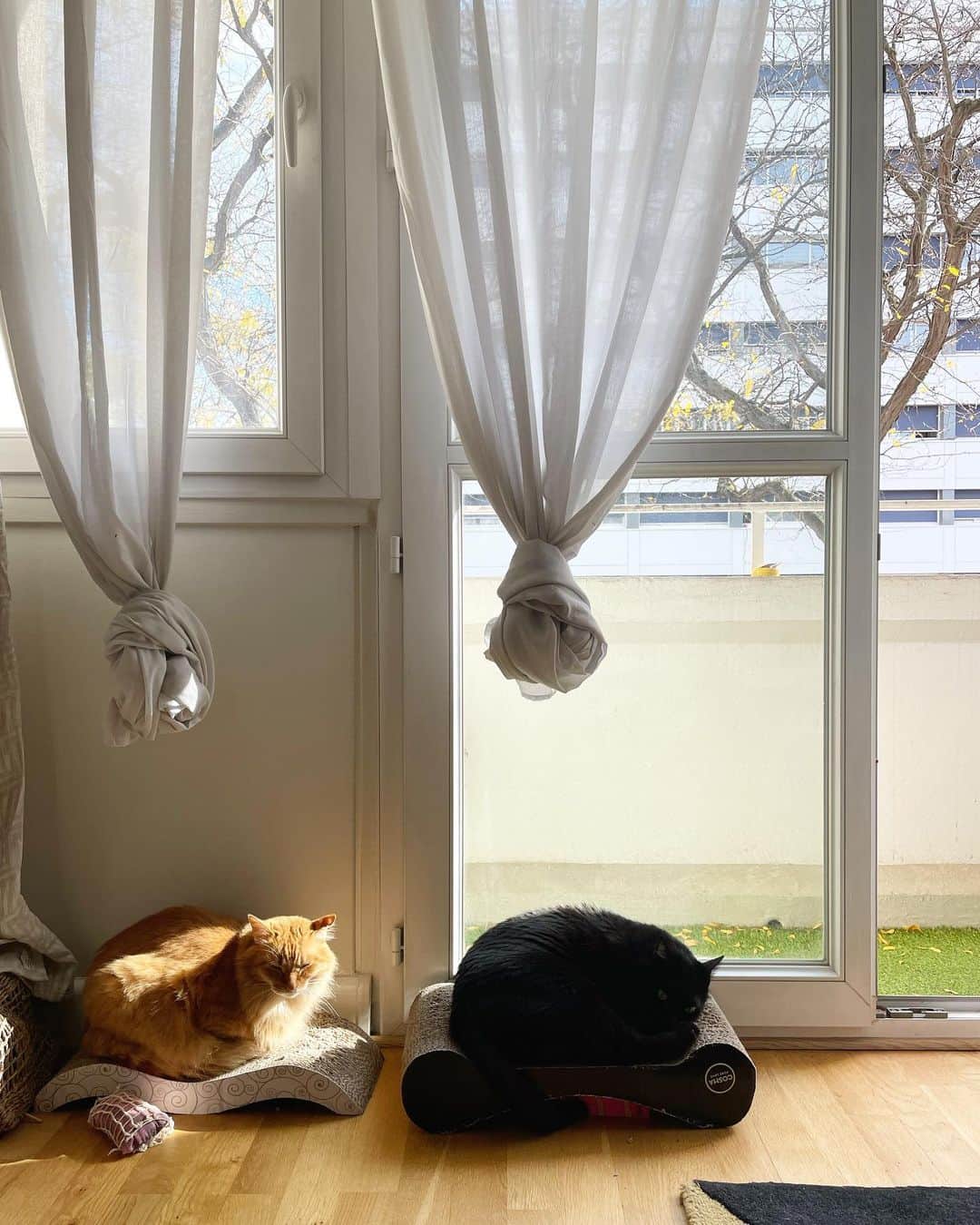猫沢エミさんのインスタグラム写真 - (猫沢エミInstagram)「(꒪⌓꒪)  玄界灘を巡航中🏊  今朝もベッチとzoom打ち合わせ後、早速作業にとりかかる。  ユピガはパパとママンが帰ってきてすっかり落ち着きました。  レユニオンから戻るとパリはすっかり秋でした。  黄色い落葉の絨毯がパリを染める季節。  #猫沢家の猫兄弟  #ピガ兄  #ユピ坊　　　 #猫パリ　#猫沢エミのインターナショナル五十路ライフシフト  #猫沢エミリーパリへ行く」10月22日 20時41分 - necozawaemi