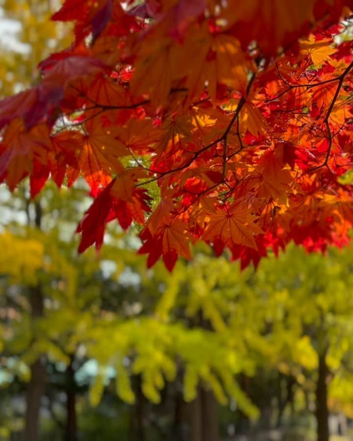 神田昭一のインスタグラム：「本日はサイクリング日和！ 街中の紅葉も進んでいます こんなに暖かいのも今年最後に  #HTB  #イチオシ #お天気 #札幌 #中島公園 #気象予報士 #神田昭一」