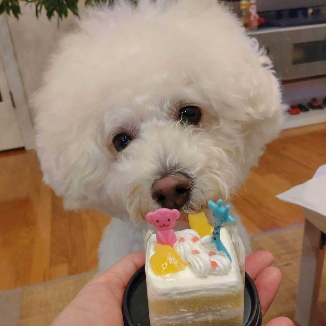 松山愛里のインスタグラム：「ノエルくん🐶 7歳になりました🍰✨ わんちゃん用のケーキをガツガツと食べて とっても元気☺️おうちに来たパピーの頃は こんなにちっちゃかったのね〜🥺 今ではビションフリーゼの中でも大きめです🐩笑 いつまでも元気で長生きしてね🧡 #松山ノエル #ビションフリーゼ #わたあめ犬 #ふわもこ部」