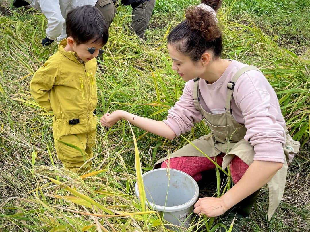 のインスタグラム：「畑の稲を手作業で脱穀しました ・ 息子の興味はお米半分 飛び回るテントウムシ半分 (2枚目の動画をご覧ください😌) ・ それでもプチプチしたもみの感触を楽しみながら 一緒に頑張ってくれました ・ これがこのあと白いお米になるんだけど 分かってくれるかな〜？ ・ ・  #🌾 #畑 #畑仕事 #家庭菜園 #野菜 #稲刈り #収穫 #食育」