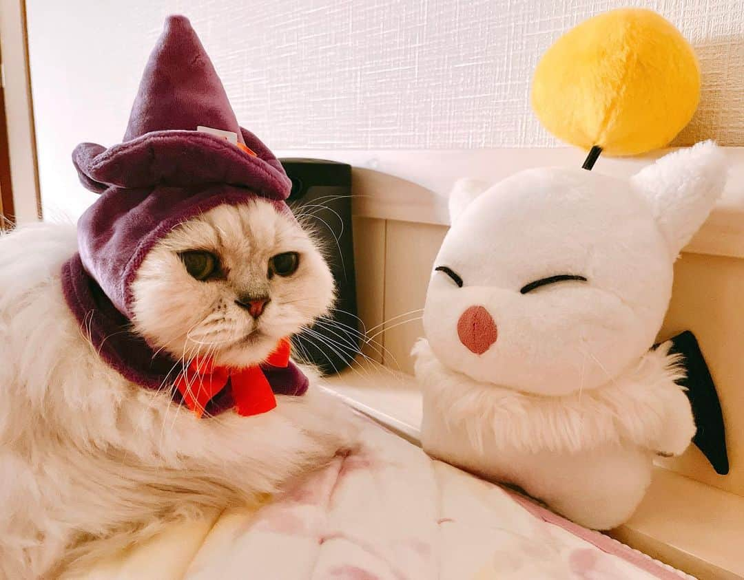 花咲来夢さんのインスタグラム写真 - (花咲来夢Instagram)「シャル様（しゃるろっと）に、ハロウィン🎃の仮装をしていただいたｮ😍 魔女シャルさん🔯 世界一可愛すぎて癒されますねぇ🧙‍♀️💓   #もふねこ同好会」10月22日 18時14分 - raimu_charlotte