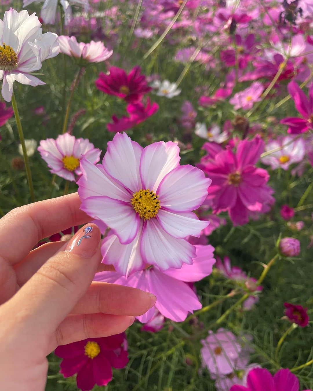 原直子さんのインスタグラム写真 - (原直子Instagram)「キリンビール福岡工場のコスモス！ 今がまさに見頃でした！  広大な敷地にピンクや白のコスモスが一面咲いていて、まさにピンク色の絨毯！ 一角に集まって咲いてるのかなぁ〜と思っていたら、とっても広くて軽くお散歩出来ます。 まさに今が見頃だったので、お近くの方は是非！  帰りに基山パーキングエリア(上り)でもこもこソフトと鯛焼きを頂きました。  #キリンビール福岡工場  #コスモス畑  #福岡コスモス #福岡お出かけ #福岡ドライブ」10月22日 21時17分 - naoko_15_hara