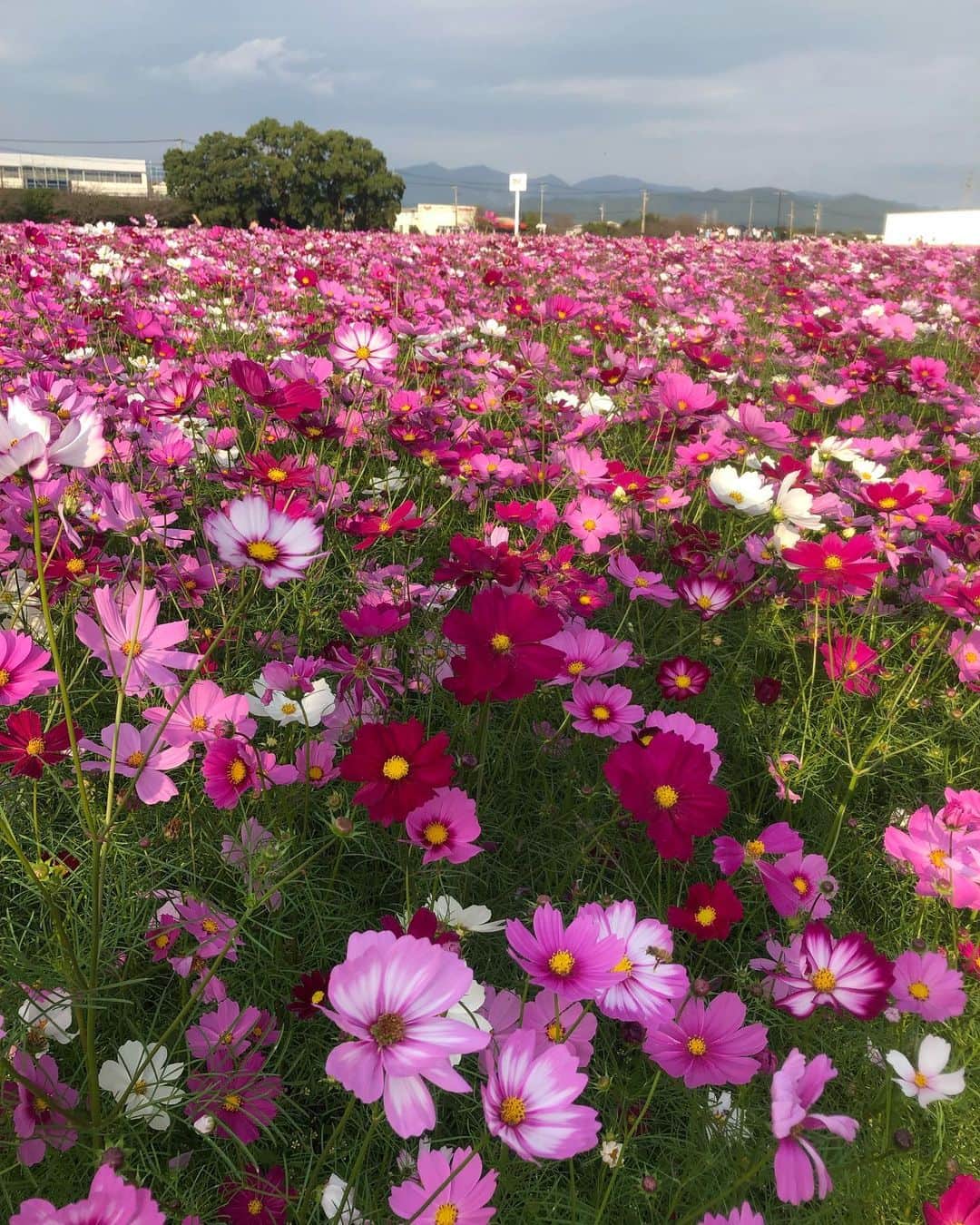 原直子さんのインスタグラム写真 - (原直子Instagram)「キリンビール福岡工場のコスモス！ 今がまさに見頃でした！  広大な敷地にピンクや白のコスモスが一面咲いていて、まさにピンク色の絨毯！ 一角に集まって咲いてるのかなぁ〜と思っていたら、とっても広くて軽くお散歩出来ます。 まさに今が見頃だったので、お近くの方は是非！  帰りに基山パーキングエリア(上り)でもこもこソフトと鯛焼きを頂きました。  #キリンビール福岡工場  #コスモス畑  #福岡コスモス #福岡お出かけ #福岡ドライブ」10月22日 21時17分 - naoko_15_hara
