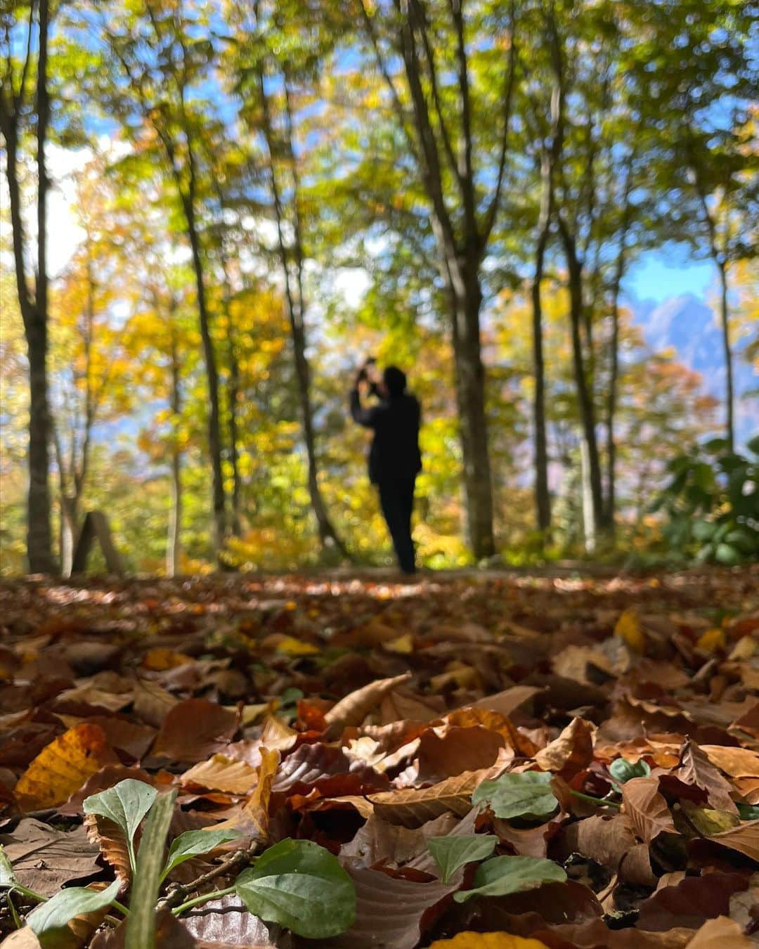 あゆみさんのインスタグラム写真 - (あゆみInstagram)「北アルプスの絶景⛰ . ゴンドラで標高1289mまで 雪山と緑と紅葉のグラデーション、三段紅葉が本当に美しかった。いい時期に行けたな⛄️🍁 空の青も冷たい風も含めて最高の秋景色 深呼吸が気持ちよくて私も自然も生きてるって感じがした  大自然を目の前にすると五感が研ぎ澄まされて感じることが多すぎて感性が磨かれる気がする。ずっとこんな旅をしよう . . #白馬 #長野 #旅行 #白馬マウンテンハーバー #白馬岩岳 #紅葉 #秋 #絶景 #travel #Beautiful #japan」10月22日 22時50分 - ayumiiii26