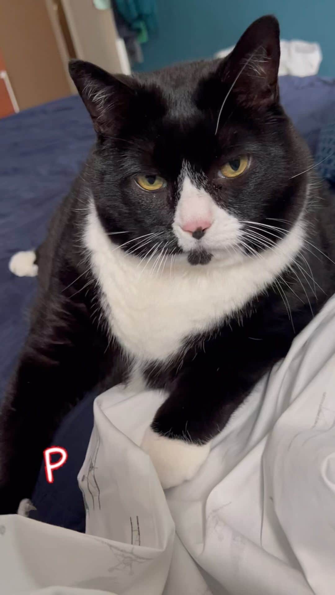 Tuxedo Cat Brosのインスタグラム