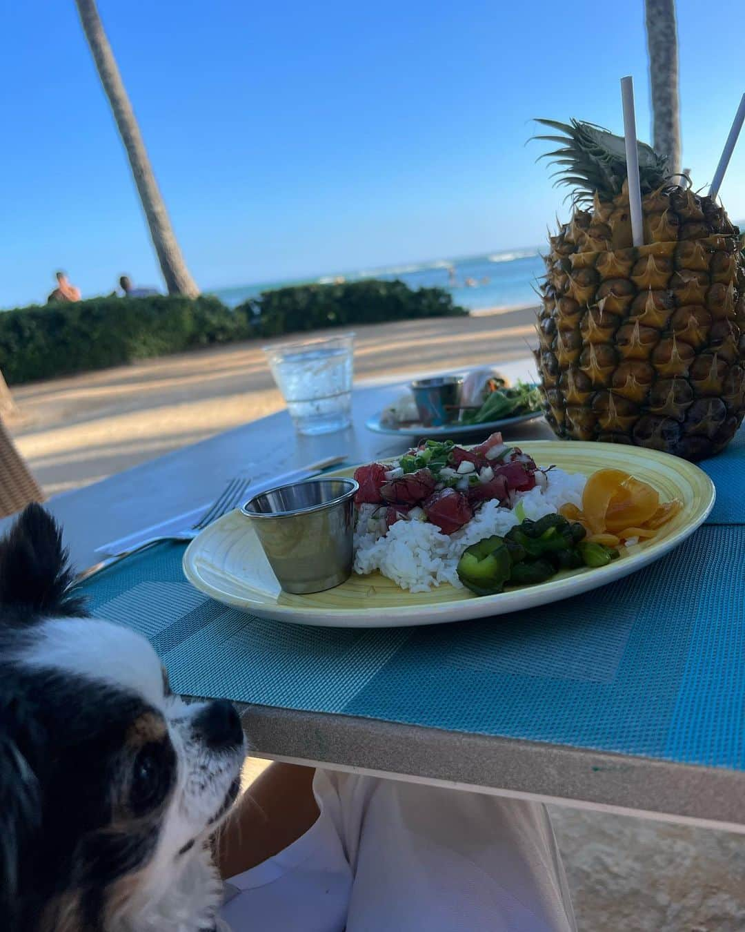 和央ようかさんのインスタグラム写真 - (和央ようかInstagram)「Happy Time 😊🏝  どんどん🐶の大好きな場所にやって来ました😊🏝 日が暮れるのをビーチに座って過ごすのが最高に幸せな時間です😊  #takakoworldstylin🌎 #takakohawaiistylin🏝 #lifestyle #hawaii#hawaiilife#ハワイ生活#ハワイ#dondon🐶#どんどん🐶#yokawao#和央ようか」10月23日 13時22分 - yokawao0215