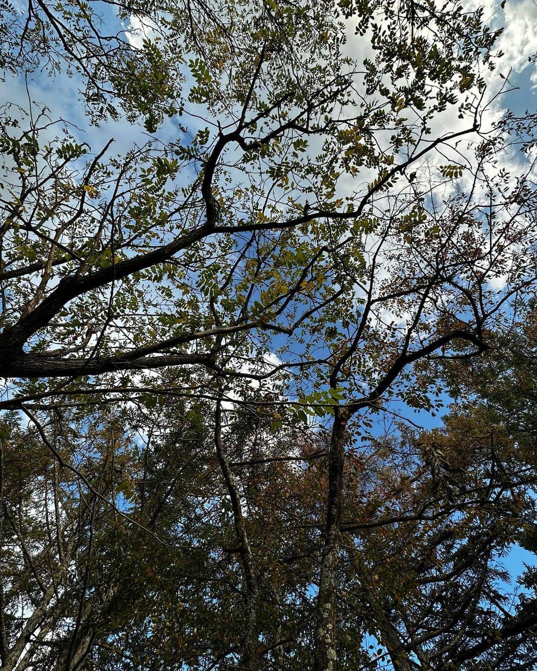 セゴリータ三世さんのインスタグラム写真 - (セゴリータ三世Instagram)「次女の公園デビューです。紅葉にはまだ少し早かったですがキレイでした。」10月23日 16時00分 - sgrt3rd