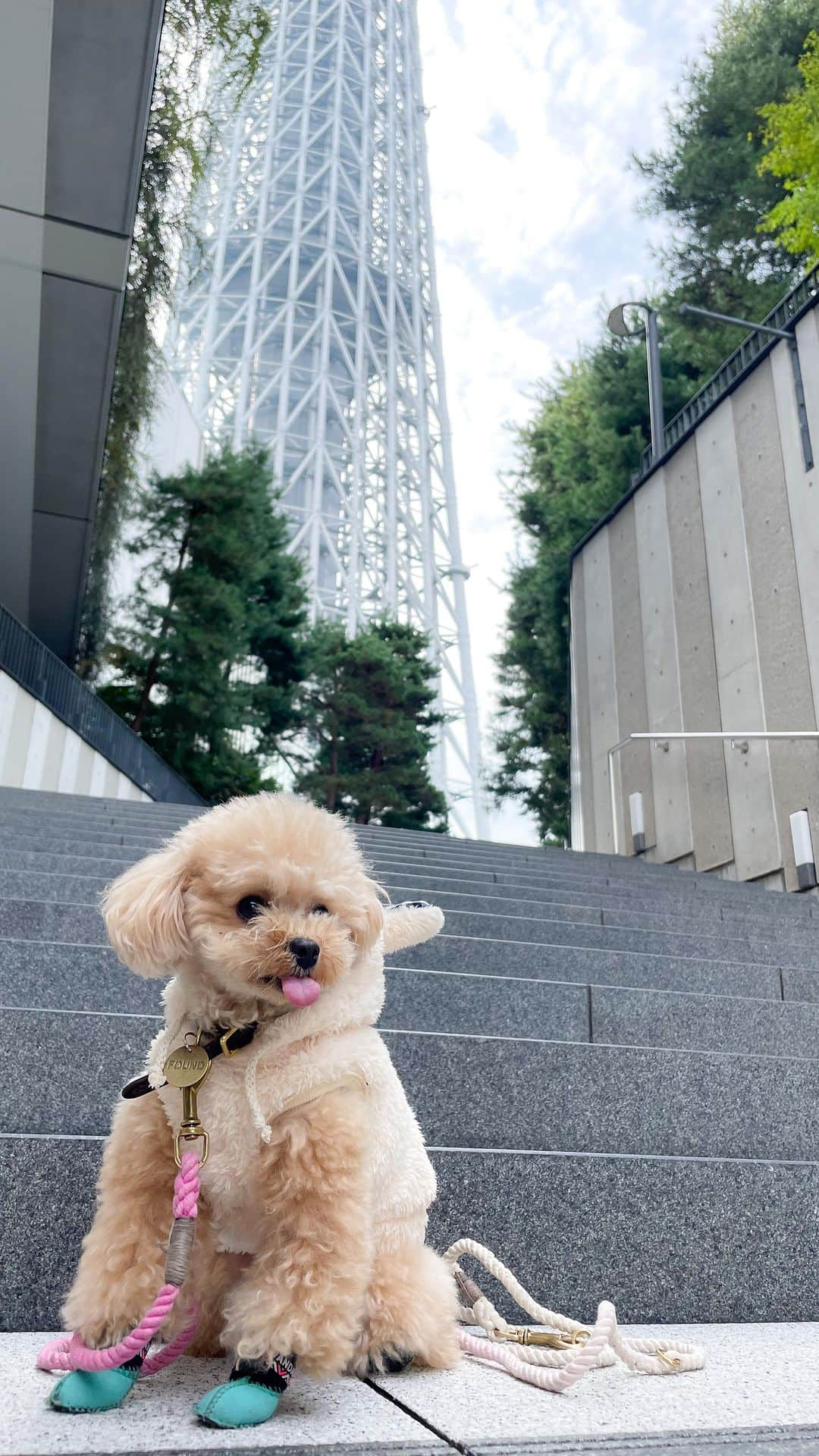 くるみたんのインスタグラム