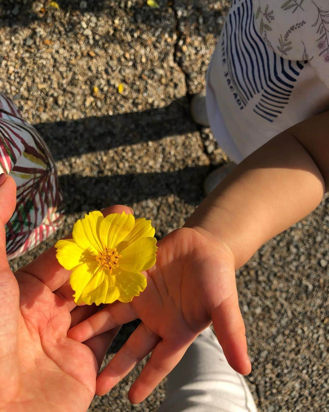 中野美奈子さんのインスタグラム写真 - (中野美奈子Instagram)「お天気に誘われて讃岐まんのう公園へ。  知らずに行ったら入園無料の日！！駐車場まで大渋滞でお腹空いた一歳がギャン泣き……こちらも泣きたい（涙）  なんとか入れて、遊びに遊んで今日も疲れ果てました。 日中は暑いくらいで水遊びする子どもたちも！！  コスモス満開で秋晴れのまんのう公園日和でした。  皆さまお疲れ様でした。 もう寝ます  おやすみなさい💤  #讃岐まんのう公園  #無料の日だった  #疲れはてた  #目が血走ってます  #秋晴れ #落ちてるお花をくれました #最高の遊び場  #中野美奈子」10月23日 20時43分 - minako_nakano.official