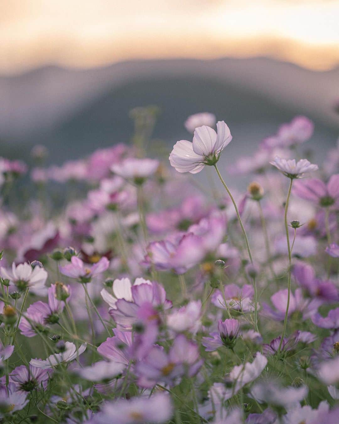 田津原理音のインスタグラム：「コスモス続きます！ 花粉症の方はすみません！！  location:nara date:2022.10.19 #今食べてるものより下回ってるもので例えてくるやつ#写真と一言 #広がり同盟  #写真を止めるな #はなまっぷ #私の花の写真 #japan_city_blues #myjapan #jalan_travel #ptk_japan #retrip_nippon #raw_community #jp_gallery #sorakataphoto #s_shot #japan_bestpic_ #japan_great_view #best_photo_japan #art_of_japan_ #nipponpic #tokyocameraclub #love_bestjapan #photogram_archive #japaoonline #nipponpic #total_japan #japan_daytime_view  #sunsetphotography  #as_archive #eosr #ef70200f4lisusm」