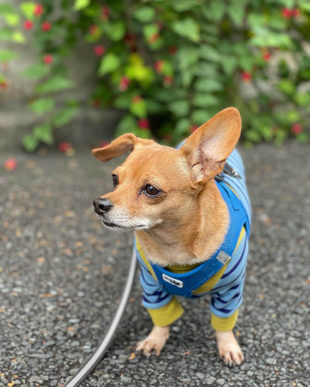 のインスタグラム：「🐶早い朝の散歩には長袖よ❣️🐾🐾Long sleeves for early morning walks🐶🐾🐾🐾🐾🐾  🕊Peace & Kindness, may all your dreams come true🕊  #iamozzy🐶 #元保護犬 #bestdogever #adoptdontshop」