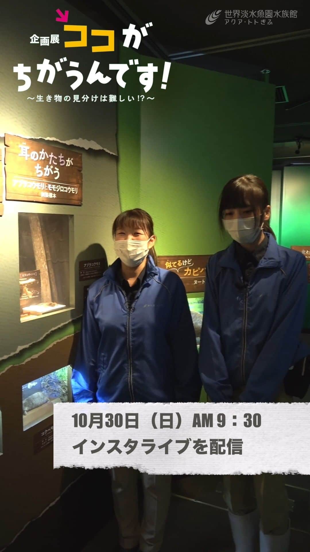 世界淡水魚園水族館 アクア・トト ぎふのインスタグラム：「10月30日（日）の午前9時30分から、企画展「ココがちがうんです！～生き物の見分けは難しい！？～」のインスタライブを行います。  今回はネズミやモグラ、コウモリの仲間の見分け方を紹介します。  初めての朝開催、ぜひご覧ください！  #アクアトト #水族館 #企画展 #ココがちがうんです #オアシスパーク #河川環境楽園」