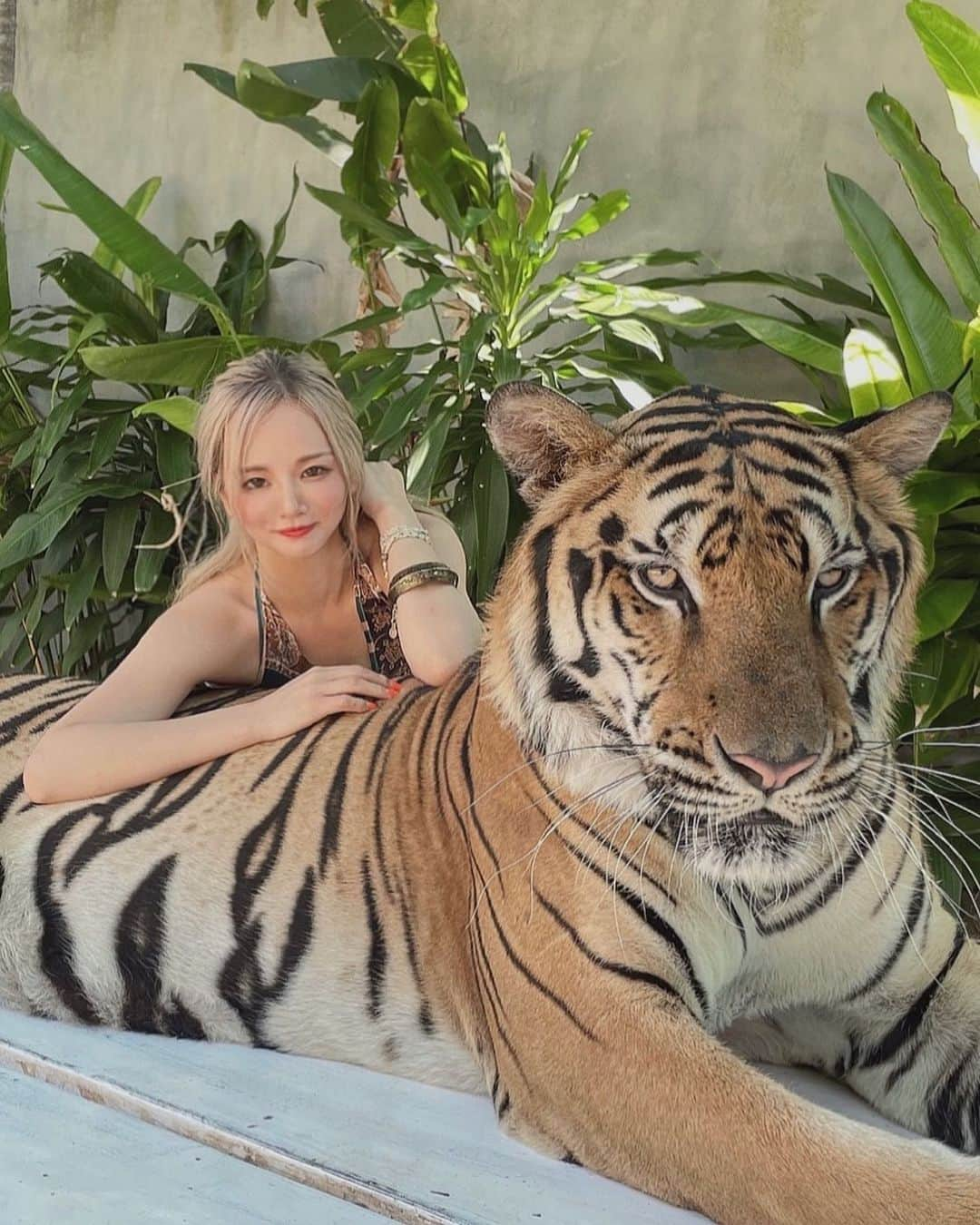 𝕟𝕒𝕞𝕚𝕔𝕙𝕒𝕟のインスタグラム：「. 動物の中でも 一番好きなトラさん🐅💕💕すーき   #thailand #トラ #虎 #タイ #tiger #動物 #自然 #earth #ネコ科 #animal #猛獣 #nature #kohsamui」