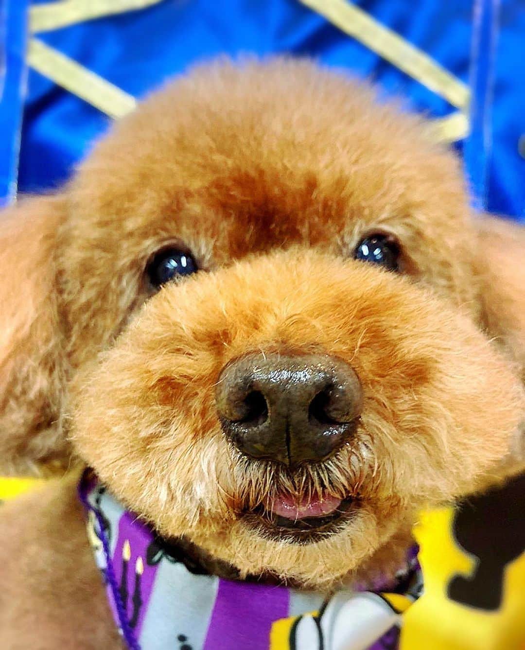 のインスタグラム：「* いつもそばで癒しをくれてる愛犬🐶 可愛い😍  #藤澤ノリマサ  #fujisawanorimasa  #norimasafujisawa  #popopera #ポップオペラ #photo #小太郎 #pets  #toypoodle  #love #poodle  #といぷーどる  #とりみんぐ  *」