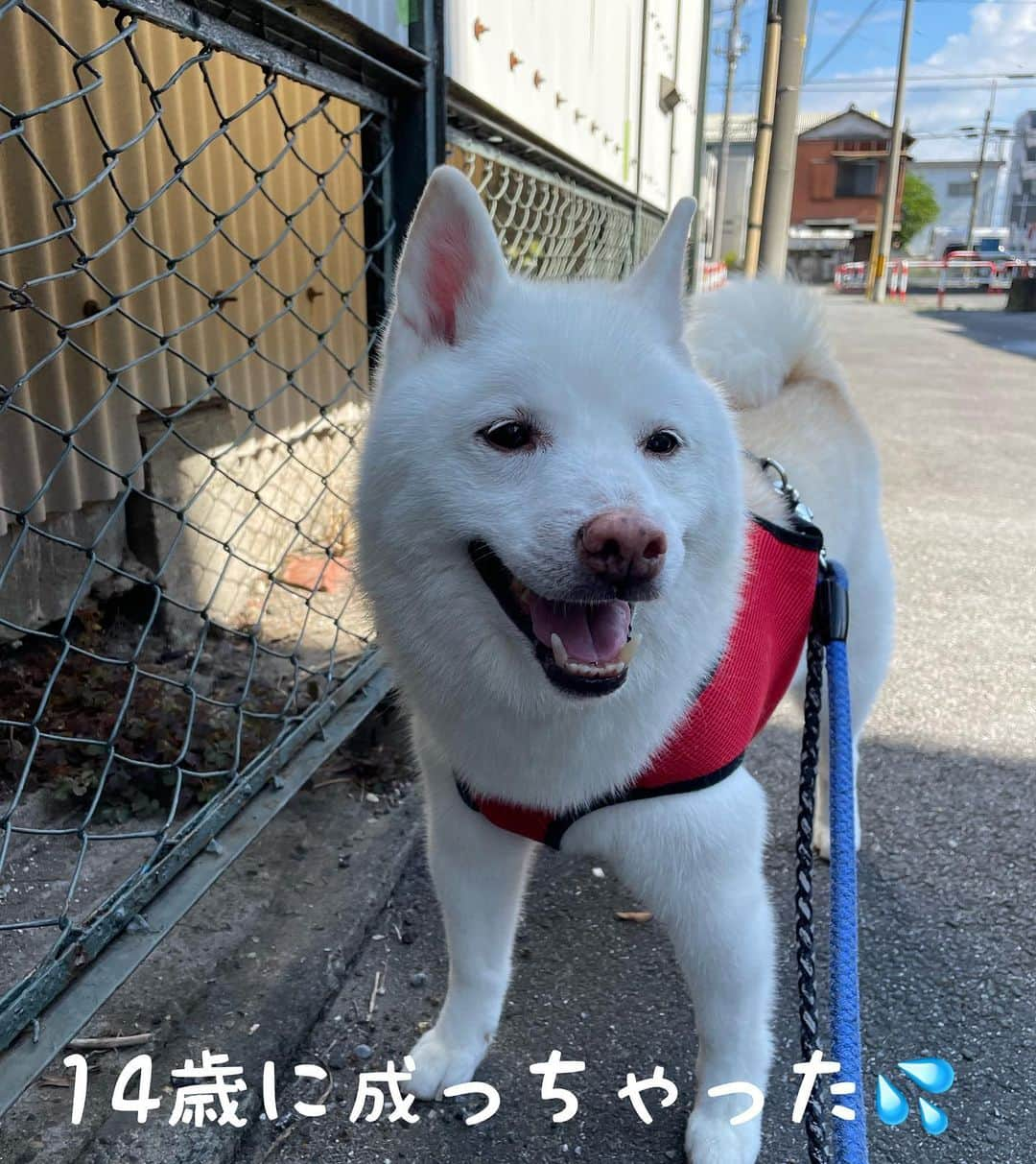 Jacknomamaさんのインスタグラム写真 - (JacknomamaInstagram)「今日は１０月２４日 そーです「24」 14歳に成ったジャックです💖 👋🐶ヨロシクネ‼︎  #14回目の誕生日 #白柴ジャック #シニア犬 #いんすたどっぐ  #shibainu  #shiroshiba  #いたずら犬  #愛犬 #ママは過保護」10月24日 19時05分 - siroshiba