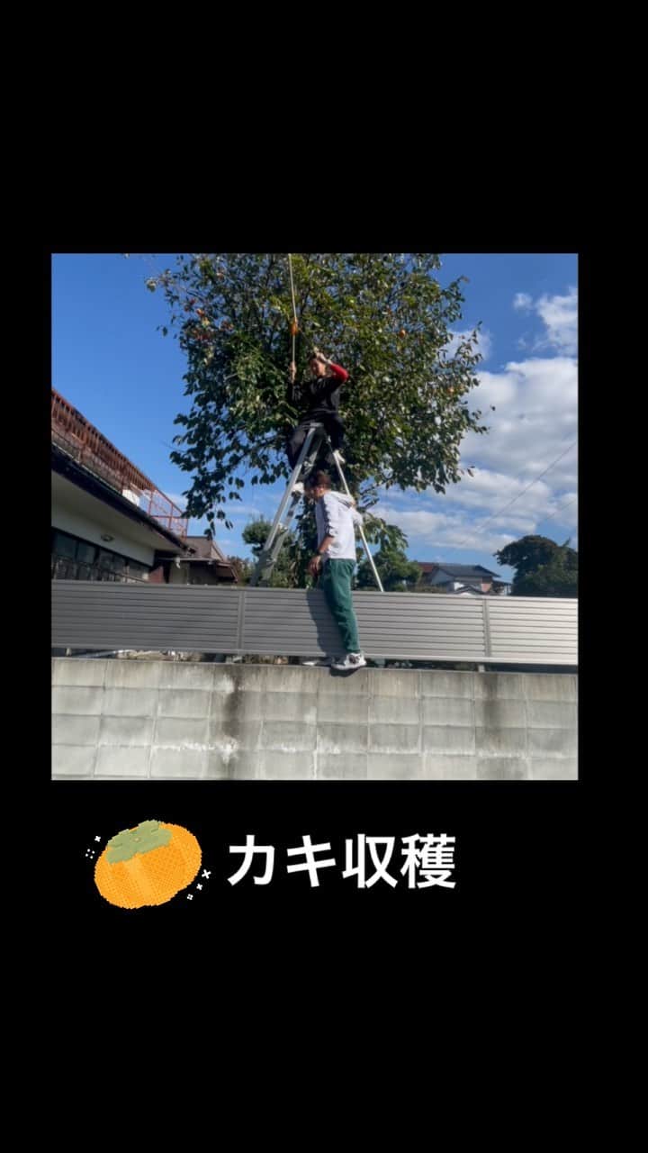 中村知春のインスタグラム：「秋を感じる。 白子みゆのデビ夫人みたいな笑い方🤣 ハイボールキャッチ練習の成果。 #persimmon #柿収穫 #高所作業  #teamwork」