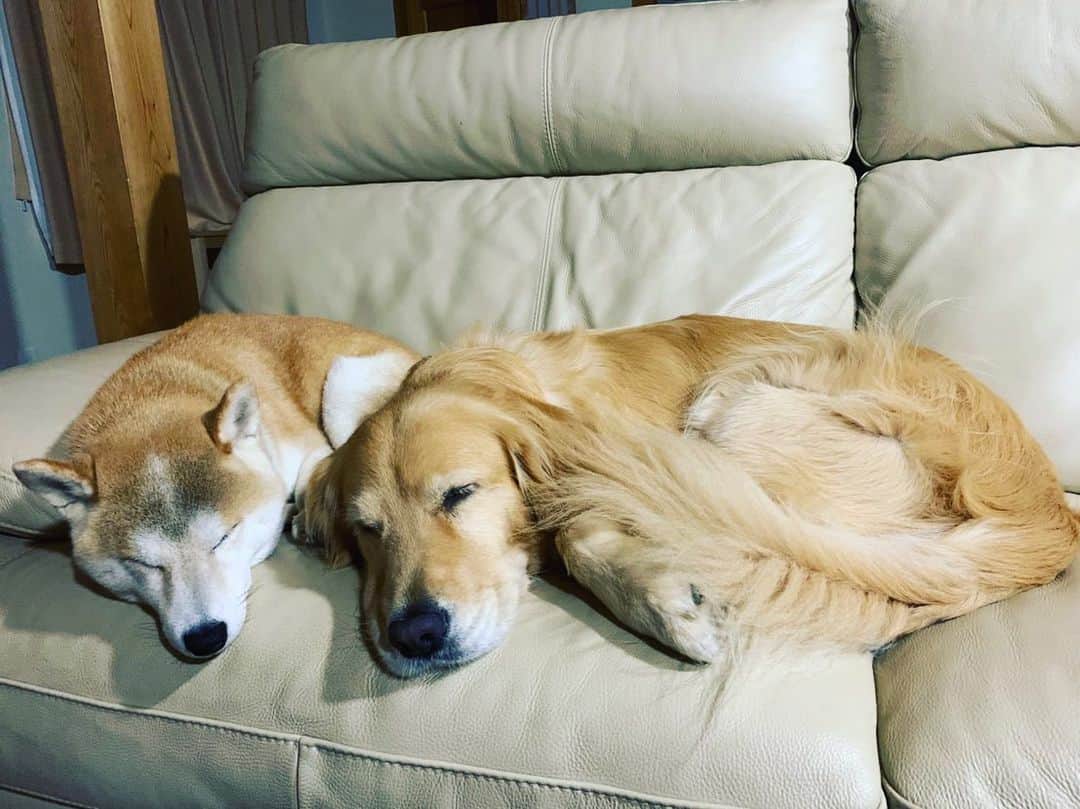 篠原信一のインスタグラム：「仲良しで💤💤  #仲良し #寝る #💤  #しばいぬ  #柴犬 #ごーるでんれとりばー  #ゴールデンレトリバー #いぬすたぐらむ  #いぬのいる暮らし」