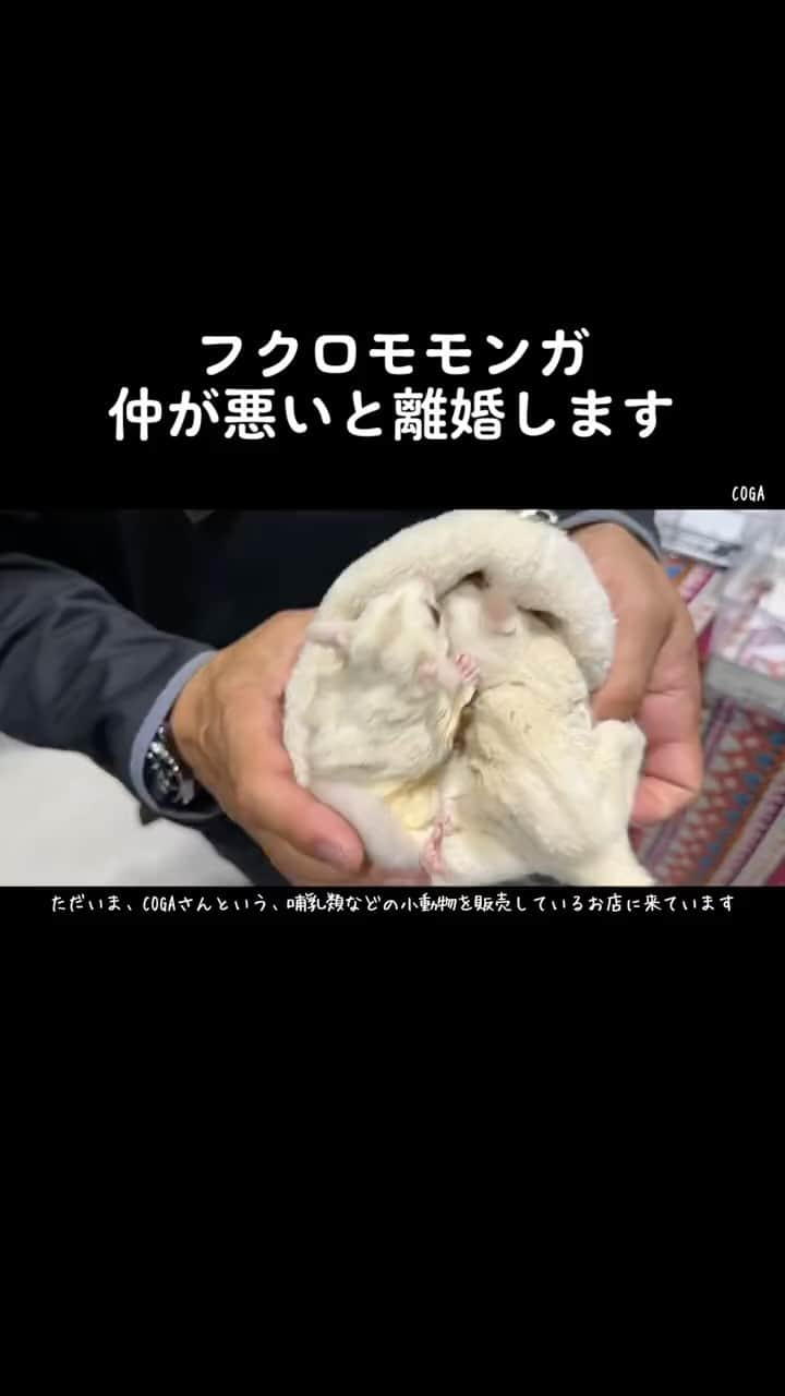 まっすーのインスタグラム：「フクロモモンガは仲が悪いと離婚します #ペット #生き物 #動物 #blackout」