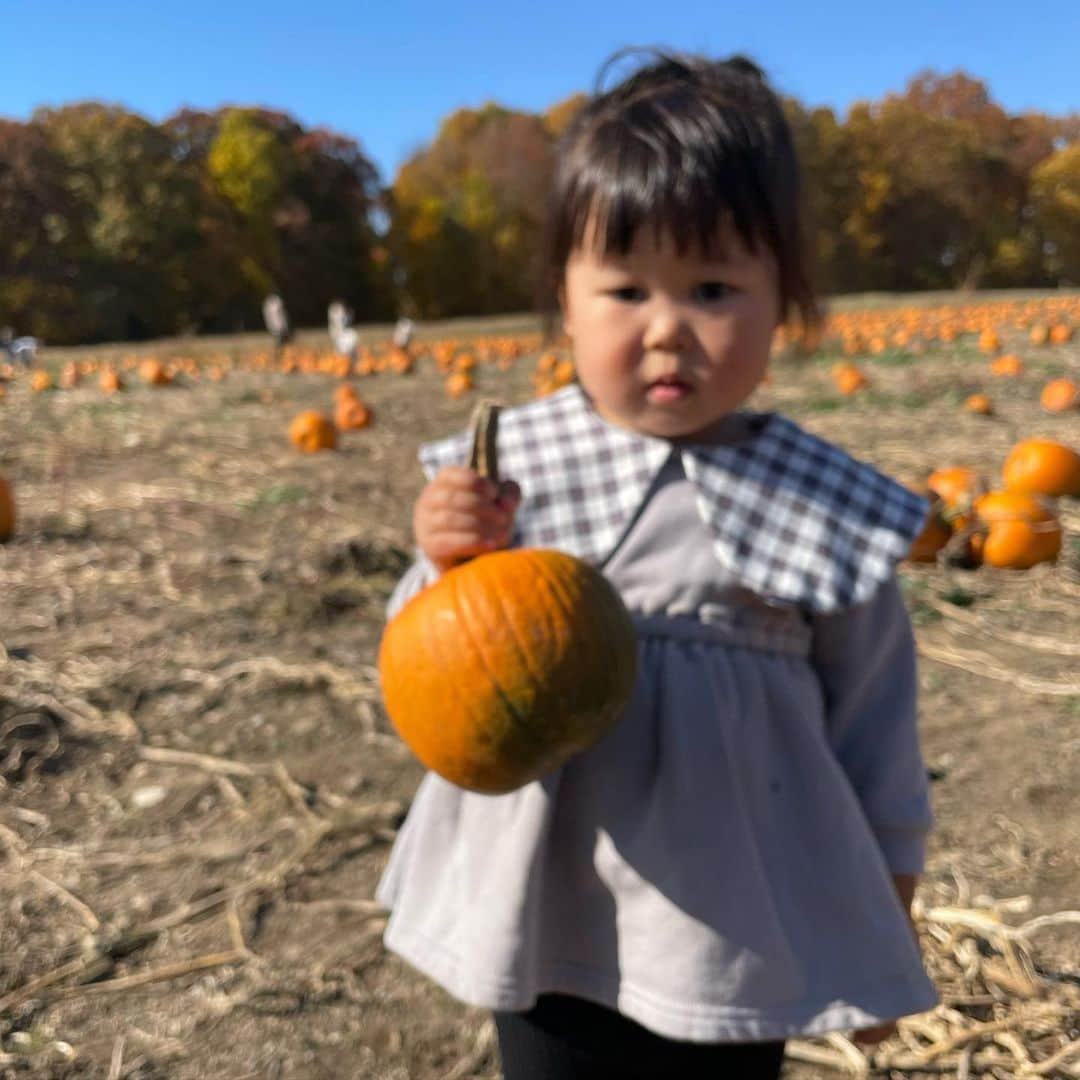 ぽるぽるちゃんさんのインスタグラム写真 - (ぽるぽるちゃんInstagram)「かぼちゃピック🎃  1枚目、よいしょ🏋🏻 2枚目、よいしょっ🏋🏻 3枚目、やっぱこれにしまーす😐  #悲壮感漂いすぎて写真ぼけた #ねぇねはお友達と夢中 #このかぼちゃ何に使うの? #ぽる」10月25日 12時00分 - poruporuchan