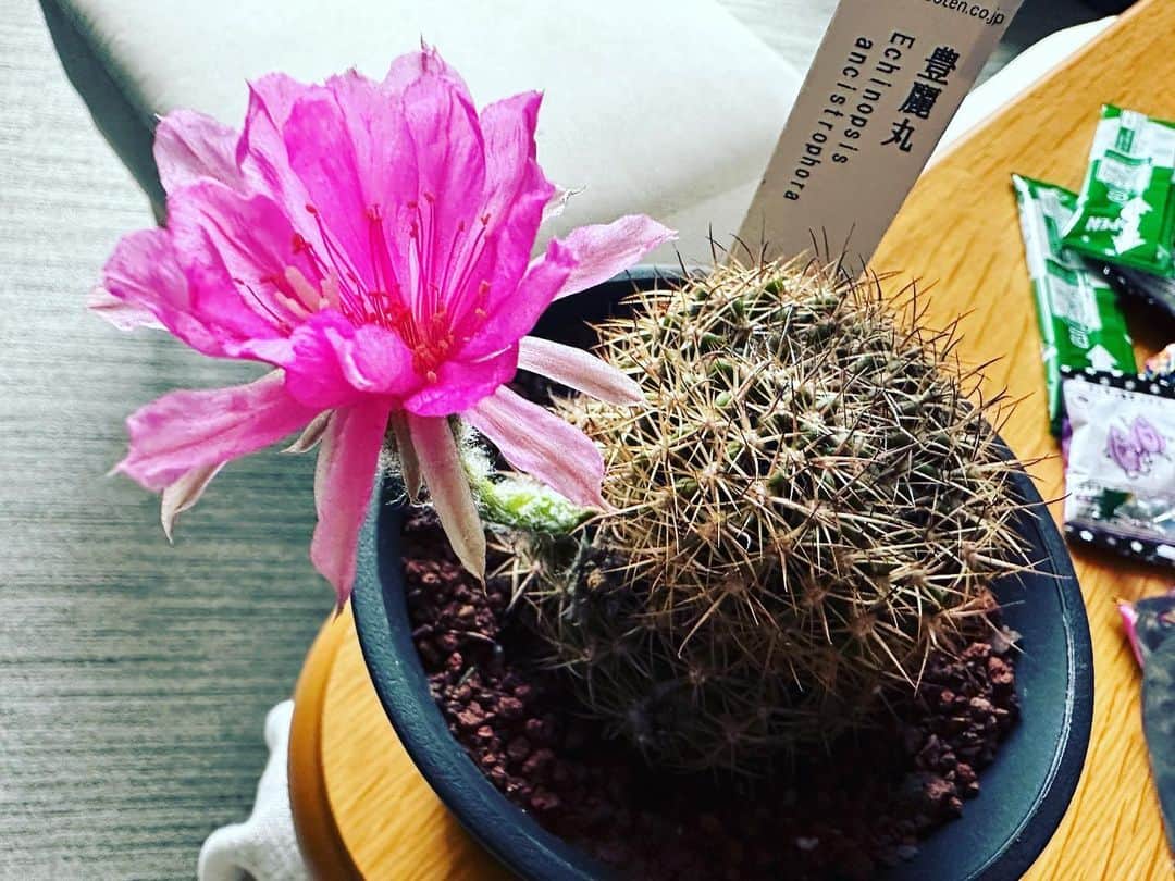 マサイのインスタグラム：「朝起きたら元気に花が咲いてた✨  昨日の夜まだそんな開いてなかったのに。 これでサボテンが花を咲かせたの実は5回めくらい。咲いてるうちのスパンが短すぎて撮影するの逃すw  ２つ同時に花咲かせたときもあったんだよー😭」