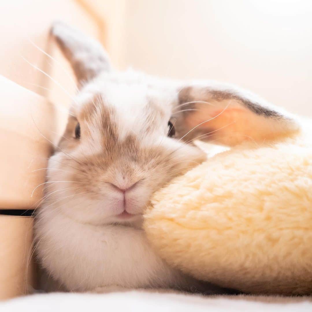 usagraphのインスタグラム：「もちふわロンロン🥰 ＊ ＊ ＊ #うさぎ #rabbit #bunny #アニマル写真部　＃instabunnies #igersjp  #tokyocameraclub #東京カメラ部  #bunnystagram  #うさぎ部 #ホーランドロップ #hollandlop  #ファインダー越しの私の世界  #photooftheda」