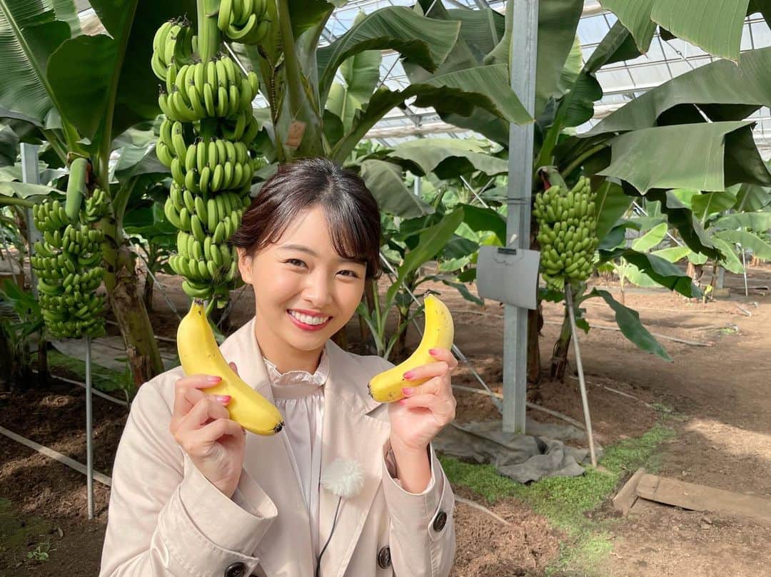 角田奈緒子さんのインスタグラム写真 - (角田奈緒子Instagram)「🍌 前回のSUNトピ🍌 バナナを栽培している木更津ファームさんに行ってきました❣️  純国産の「きみさらずバナナ」を栽培されています🍌 とても甘くて、皮ごと食べられるグロスミッシェルという品種だそうです。 他にもアイスクリームバナナという品種を育ててらっしゃいます。 どちらもいただいちゃいましたが、これまで食べたことない美味しさでした🍌 グロスミッシェルは、本当に皮が薄くて柔らかいので、皮も食べやすかったです！ 栄養を余すことなく摂れるのが良いですね🍌 アイスクリームバナナは、信じられないくらい甘酸っぱくフルーティーでした！また食べたい🤤  木更津ファームさんでは、バナナの購入やハウスの見学ができますよ✨ 木更津に行かれた際はぜひ🍌✨  #nスタ #日曜nスタ #sunトピ  #バナナ #きみさらずバナナ  #皮まで食べられるバナナ  #グロスミッシェル #アイスクリームバナナ  #木更津ファーム #気象キャスター」10月25日 19時21分 - naokoon1122