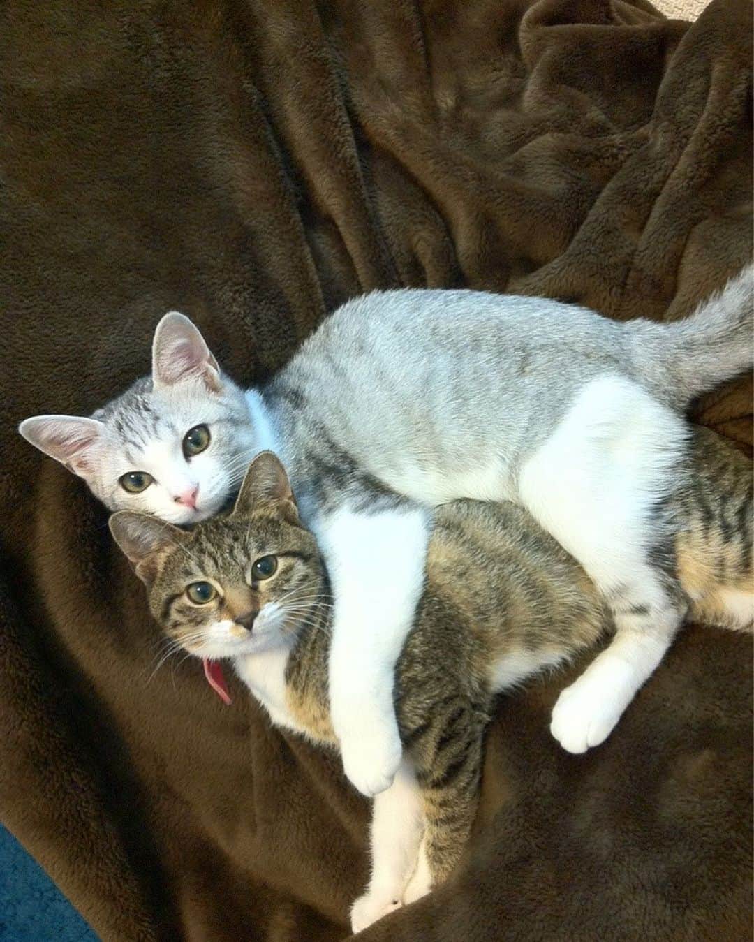 Sakiさんのインスタグラム写真 - (SakiInstagram)「* Hey guys! So exactly 10 years ago today, Ruby and Eve came to our house and became our family. It was right after we got the house so everyone was like "Are you guys sure? New house and kittens sounds bit risky." but they never destroyed the house or the furniture! I'm so lucky to have these good girls as my family! Speaking of lucky, I got to know a lot of you though this account and got to see the world I wouldn't have know if I haven't created this account. I want to thank that to them and also to you guys! love you all😘 . 10年前の今日、ルビーとイブは我が家にやって来ました☺️「建って間もない家に子猫！？大丈夫？」なんて声もあったけど、何も壊すことの無い良い子達で、ラッキーでした❤️ そしてラッキーって言えば、この2匹がインスタを通じて引き寄せてくれた運、 見せてくれた世界、そして繋がりには感謝しかありません😆ルーちゃん・ブーちゃんありがとう。そして、皆さんにも、ありがとうございます😊 #元野良猫部 #元野良もカワイイ説普及隊  *」10月25日 21時41分 - rubyeve12