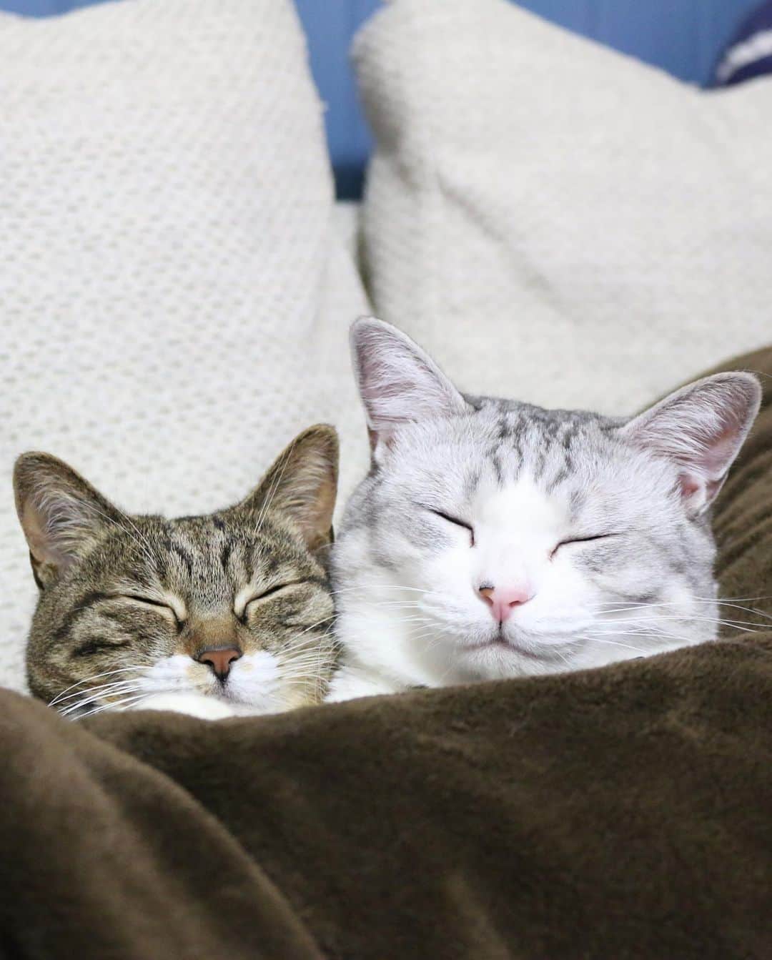 Sakiさんのインスタグラム写真 - (SakiInstagram)「* Hey guys! So exactly 10 years ago today, Ruby and Eve came to our house and became our family. It was right after we got the house so everyone was like "Are you guys sure? New house and kittens sounds bit risky." but they never destroyed the house or the furniture! I'm so lucky to have these good girls as my family! Speaking of lucky, I got to know a lot of you though this account and got to see the world I wouldn't have know if I haven't created this account. I want to thank that to them and also to you guys! love you all😘 . 10年前の今日、ルビーとイブは我が家にやって来ました☺️「建って間もない家に子猫！？大丈夫？」なんて声もあったけど、何も壊すことの無い良い子達で、ラッキーでした❤️ そしてラッキーって言えば、この2匹がインスタを通じて引き寄せてくれた運、 見せてくれた世界、そして繋がりには感謝しかありません😆ルーちゃん・ブーちゃんありがとう。そして、皆さんにも、ありがとうございます😊 #元野良猫部 #元野良もカワイイ説普及隊  *」10月25日 21時41分 - rubyeve12