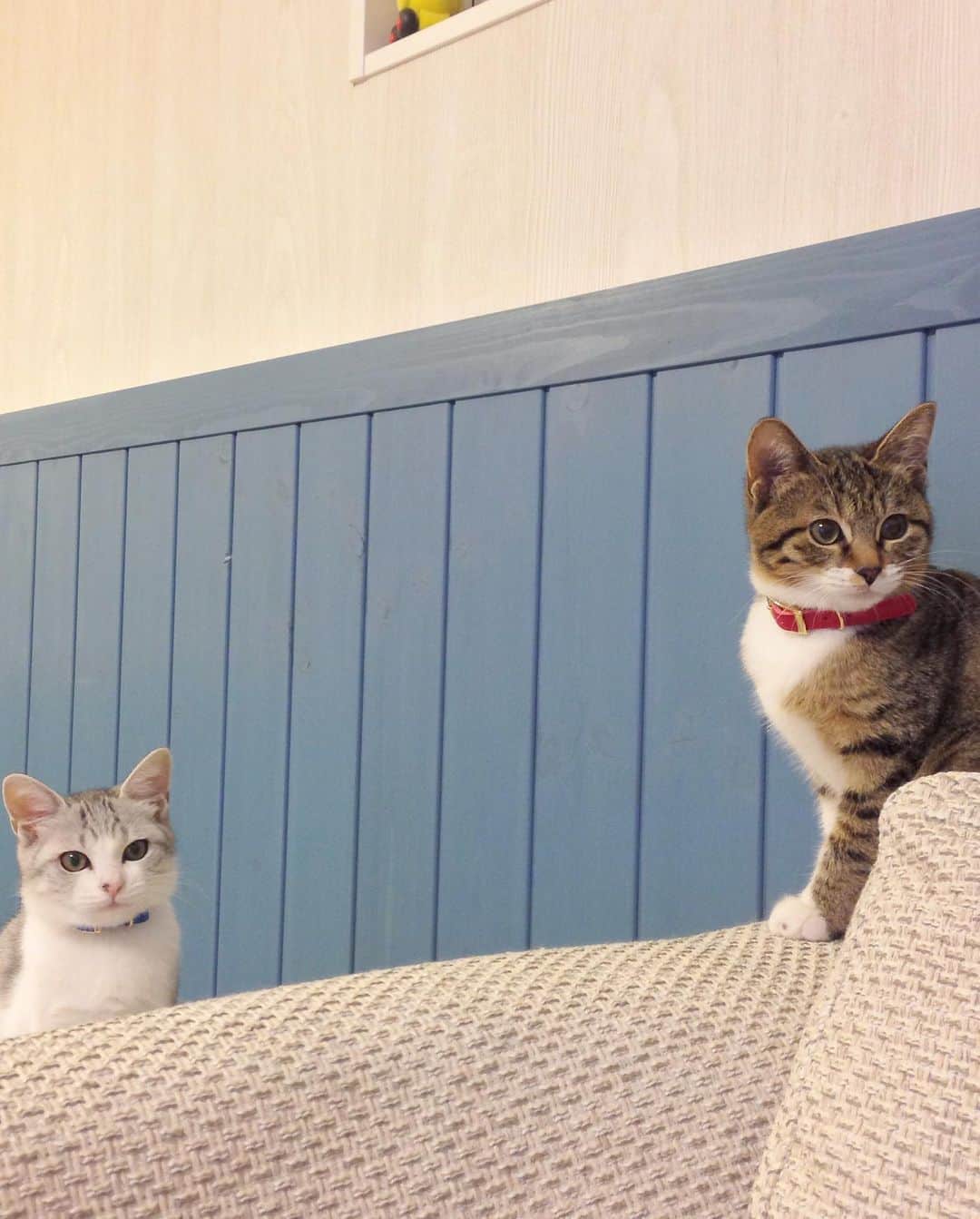 Sakiさんのインスタグラム写真 - (SakiInstagram)「* Hey guys! So exactly 10 years ago today, Ruby and Eve came to our house and became our family. It was right after we got the house so everyone was like "Are you guys sure? New house and kittens sounds bit risky." but they never destroyed the house or the furniture! I'm so lucky to have these good girls as my family! Speaking of lucky, I got to know a lot of you though this account and got to see the world I wouldn't have know if I haven't created this account. I want to thank that to them and also to you guys! love you all😘 . 10年前の今日、ルビーとイブは我が家にやって来ました☺️「建って間もない家に子猫！？大丈夫？」なんて声もあったけど、何も壊すことの無い良い子達で、ラッキーでした❤️ そしてラッキーって言えば、この2匹がインスタを通じて引き寄せてくれた運、 見せてくれた世界、そして繋がりには感謝しかありません😆ルーちゃん・ブーちゃんありがとう。そして、皆さんにも、ありがとうございます😊 #元野良猫部 #元野良もカワイイ説普及隊  *」10月25日 21時41分 - rubyeve12