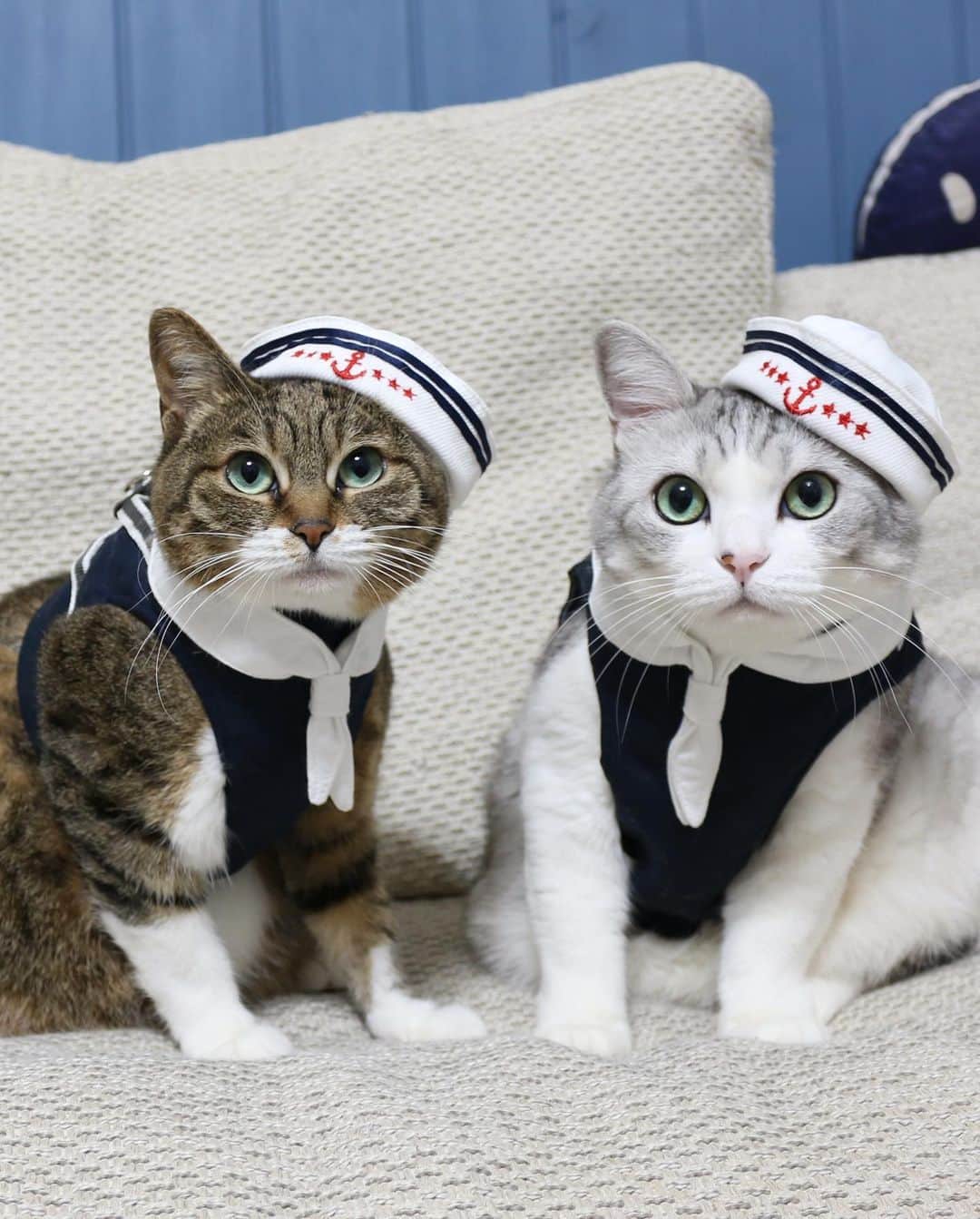 Sakiさんのインスタグラム写真 - (SakiInstagram)「* Hey guys! So exactly 10 years ago today, Ruby and Eve came to our house and became our family. It was right after we got the house so everyone was like "Are you guys sure? New house and kittens sounds bit risky." but they never destroyed the house or the furniture! I'm so lucky to have these good girls as my family! Speaking of lucky, I got to know a lot of you though this account and got to see the world I wouldn't have know if I haven't created this account. I want to thank that to them and also to you guys! love you all😘 . 10年前の今日、ルビーとイブは我が家にやって来ました☺️「建って間もない家に子猫！？大丈夫？」なんて声もあったけど、何も壊すことの無い良い子達で、ラッキーでした❤️ そしてラッキーって言えば、この2匹がインスタを通じて引き寄せてくれた運、 見せてくれた世界、そして繋がりには感謝しかありません😆ルーちゃん・ブーちゃんありがとう。そして、皆さんにも、ありがとうございます😊 #元野良猫部 #元野良もカワイイ説普及隊  *」10月25日 21時41分 - rubyeve12