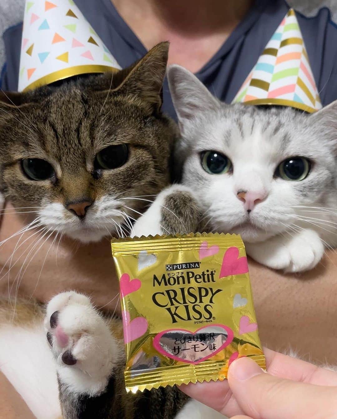 Sakiさんのインスタグラム写真 - (SakiInstagram)「* Hey guys! So exactly 10 years ago today, Ruby and Eve came to our house and became our family. It was right after we got the house so everyone was like "Are you guys sure? New house and kittens sounds bit risky." but they never destroyed the house or the furniture! I'm so lucky to have these good girls as my family! Speaking of lucky, I got to know a lot of you though this account and got to see the world I wouldn't have know if I haven't created this account. I want to thank that to them and also to you guys! love you all😘 . 10年前の今日、ルビーとイブは我が家にやって来ました☺️「建って間もない家に子猫！？大丈夫？」なんて声もあったけど、何も壊すことの無い良い子達で、ラッキーでした❤️ そしてラッキーって言えば、この2匹がインスタを通じて引き寄せてくれた運、 見せてくれた世界、そして繋がりには感謝しかありません😆ルーちゃん・ブーちゃんありがとう。そして、皆さんにも、ありがとうございます😊 #元野良猫部 #元野良もカワイイ説普及隊  *」10月25日 21時41分 - rubyeve12