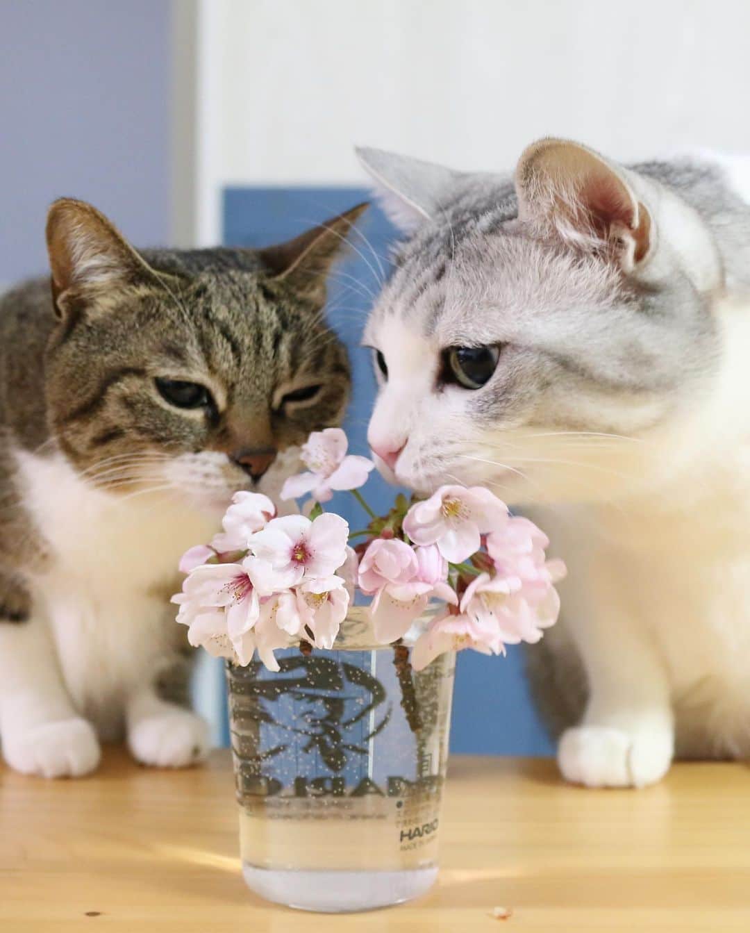 Sakiさんのインスタグラム写真 - (SakiInstagram)「* Hey guys! So exactly 10 years ago today, Ruby and Eve came to our house and became our family. It was right after we got the house so everyone was like "Are you guys sure? New house and kittens sounds bit risky." but they never destroyed the house or the furniture! I'm so lucky to have these good girls as my family! Speaking of lucky, I got to know a lot of you though this account and got to see the world I wouldn't have know if I haven't created this account. I want to thank that to them and also to you guys! love you all😘 . 10年前の今日、ルビーとイブは我が家にやって来ました☺️「建って間もない家に子猫！？大丈夫？」なんて声もあったけど、何も壊すことの無い良い子達で、ラッキーでした❤️ そしてラッキーって言えば、この2匹がインスタを通じて引き寄せてくれた運、 見せてくれた世界、そして繋がりには感謝しかありません😆ルーちゃん・ブーちゃんありがとう。そして、皆さんにも、ありがとうございます😊 #元野良猫部 #元野良もカワイイ説普及隊  *」10月25日 21時41分 - rubyeve12