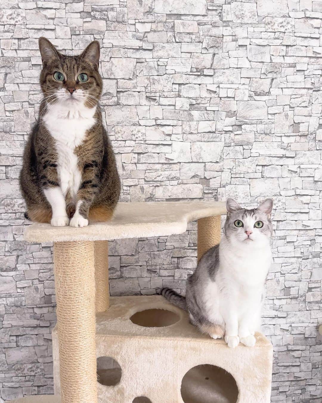 Sakiのインスタグラム：「* Hey guys! So exactly 10 years ago today, Ruby and Eve came to our house and became our family. It was right after we got the house so everyone was like "Are you guys sure? New house and kittens sounds bit risky." but they never destroyed the house or the furniture! I'm so lucky to have these good girls as my family! Speaking of lucky, I got to know a lot of you though this account and got to see the world I wouldn't have know if I haven't created this account. I want to thank that to them and also to you guys! love you all😘 . 10年前の今日、ルビーとイブは我が家にやって来ました☺️「建って間もない家に子猫！？大丈夫？」なんて声もあったけど、何も壊すことの無い良い子達で、ラッキーでした❤️ そしてラッキーって言えば、この2匹がインスタを通じて引き寄せてくれた運、 見せてくれた世界、そして繋がりには感謝しかありません😆ルーちゃん・ブーちゃんありがとう。そして、皆さんにも、ありがとうございます😊 #元野良猫部 #元野良もカワイイ説普及隊  *」