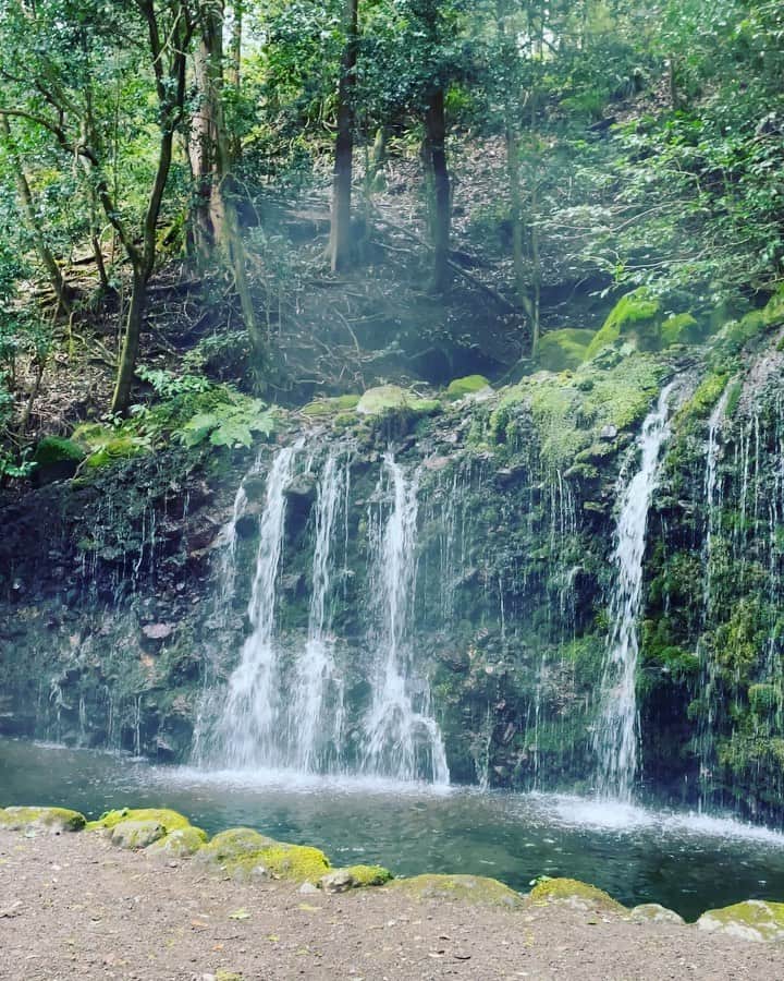 SHANTIのインスタグラム：「滝好きとしてはたまらない。温泉地だけに滝から湯気が。精霊のエネルギーを感じる。見上げるこの木はこの森を守ってるマザーツリーかな。 澄んだ空気と水に浄化され、自然にかえる時間の大切さを改めて感じる。温泉に浸かりミネラルやイオンバランスも整えられる。お湯と一体感を感じる休日でした。 @soundtherapyshizuku」