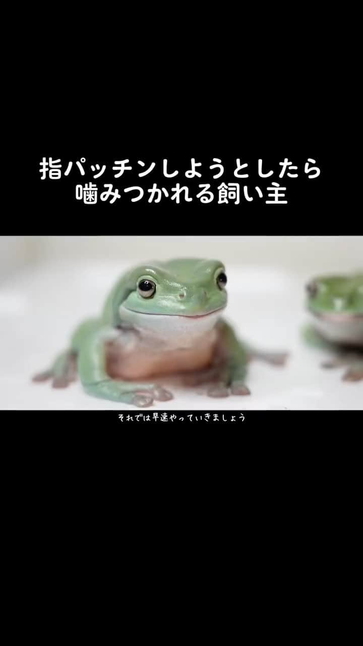 まっすーのインスタグラム：「飼い主の指が大好きなカエル  #ペット #カエル #生き物」